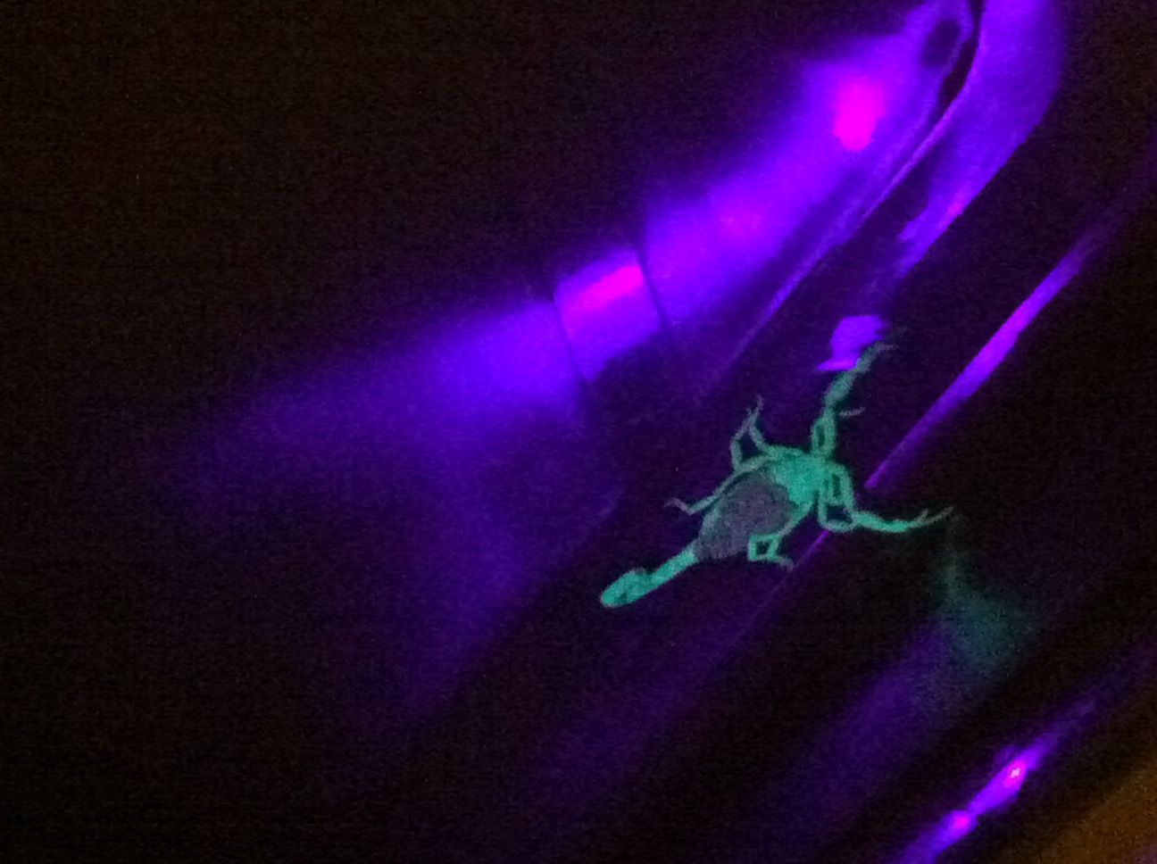 Baby Scorpions Under a Black Light | Pest Control and Bug Exterminator ...