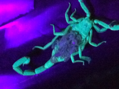 Baby Scorpions Under a Black Light | Pest Control and Bug Exterminator ...